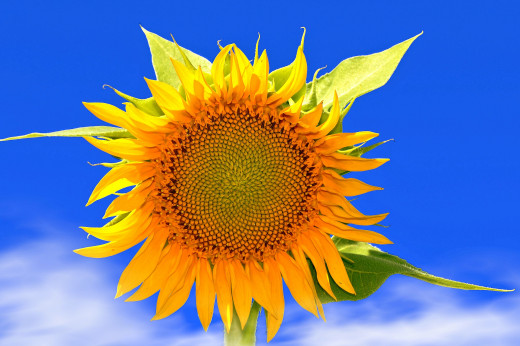 703596 (a): :2048x1360